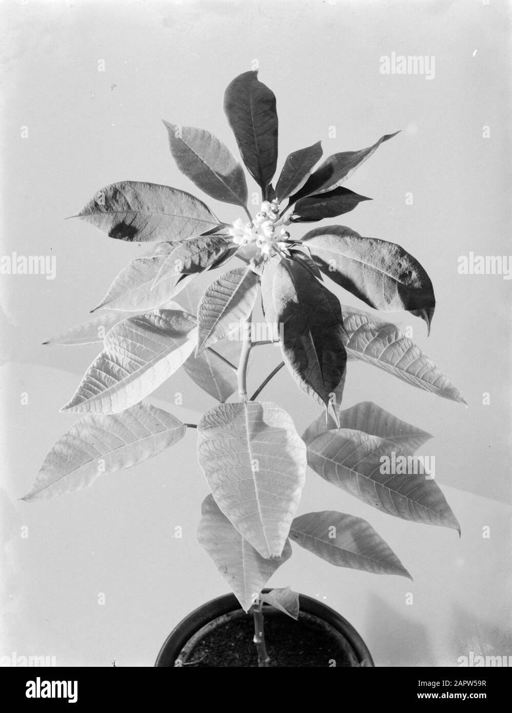 Christmas Christmas Star (Poinsietta) Date: Non Daté Mots Clés: Plantes Banque D'Images