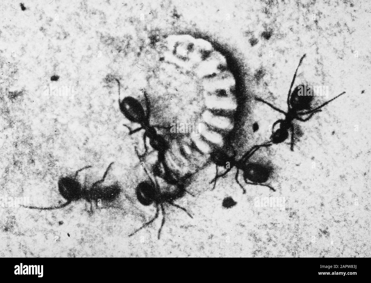 Insectes, dommages, fourmi de forêt rouge Date: Non daté mots clés: Dommages, insectes Nom personnel: Fourmi de forêt rouge Banque D'Images