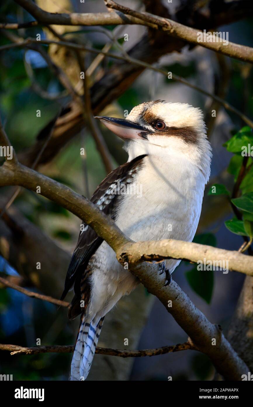 Kookaburra se sunning Banque D'Images