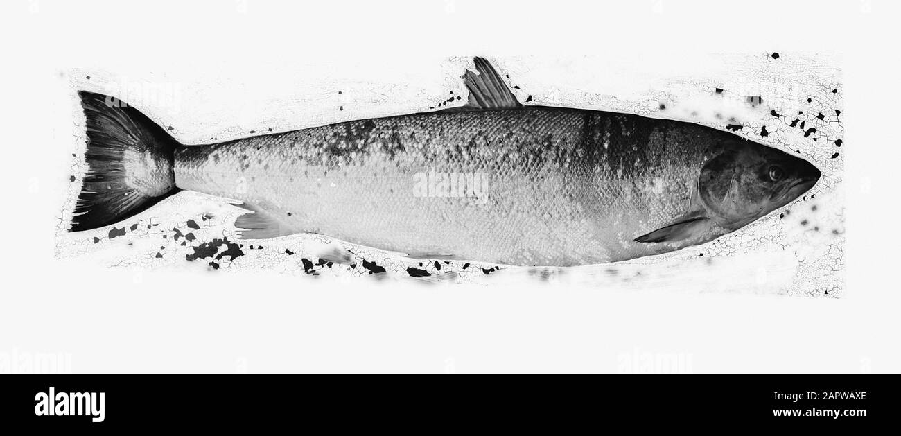 Pêche, pisciculture, saumon, Adulte Date : non daté mots clés : pisciculture, pêche, adulte, saumon Banque D'Images