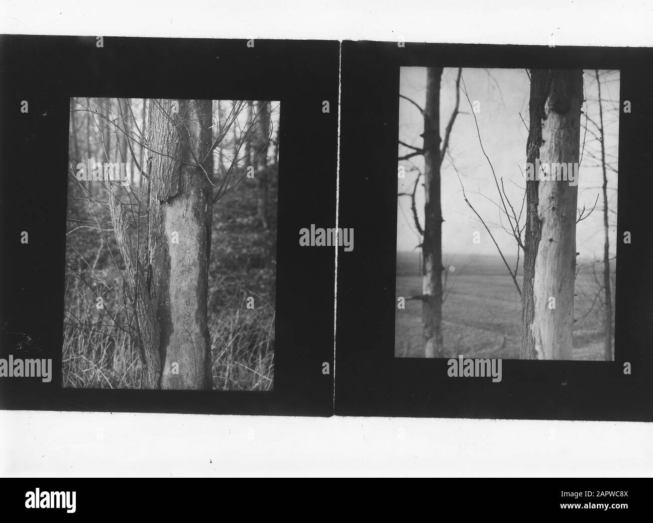 Lantern images/deux photographies Date: Non daté mots clés: Arbres, reproductions Banque D'Images