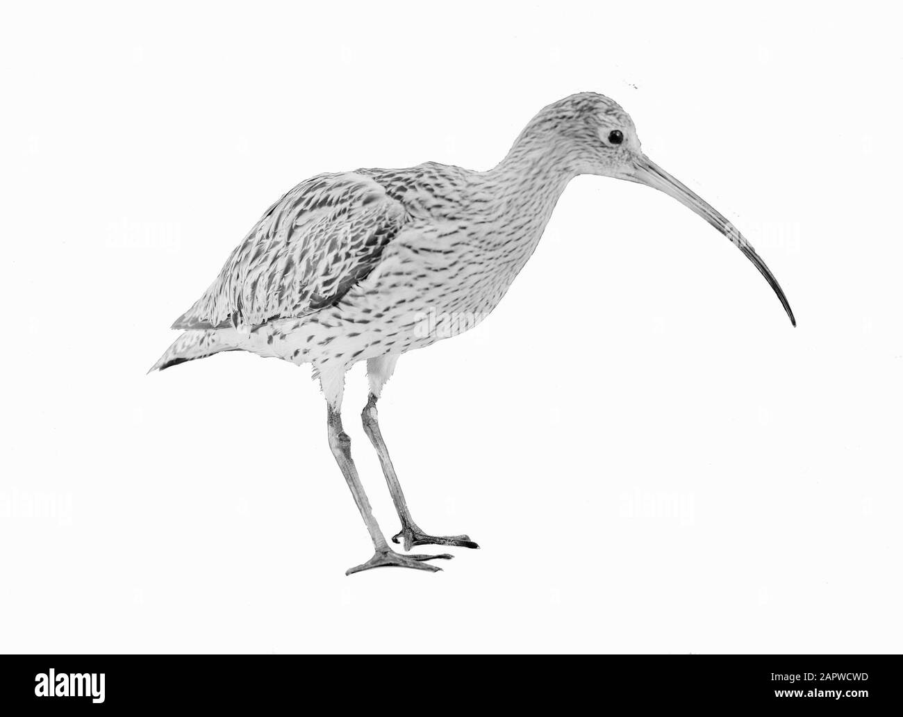 Reproductions, oiseaux, gros wulp Date: Non daté mots clés: Reproductions, oiseaux Nom personnel: Gros wulp Banque D'Images