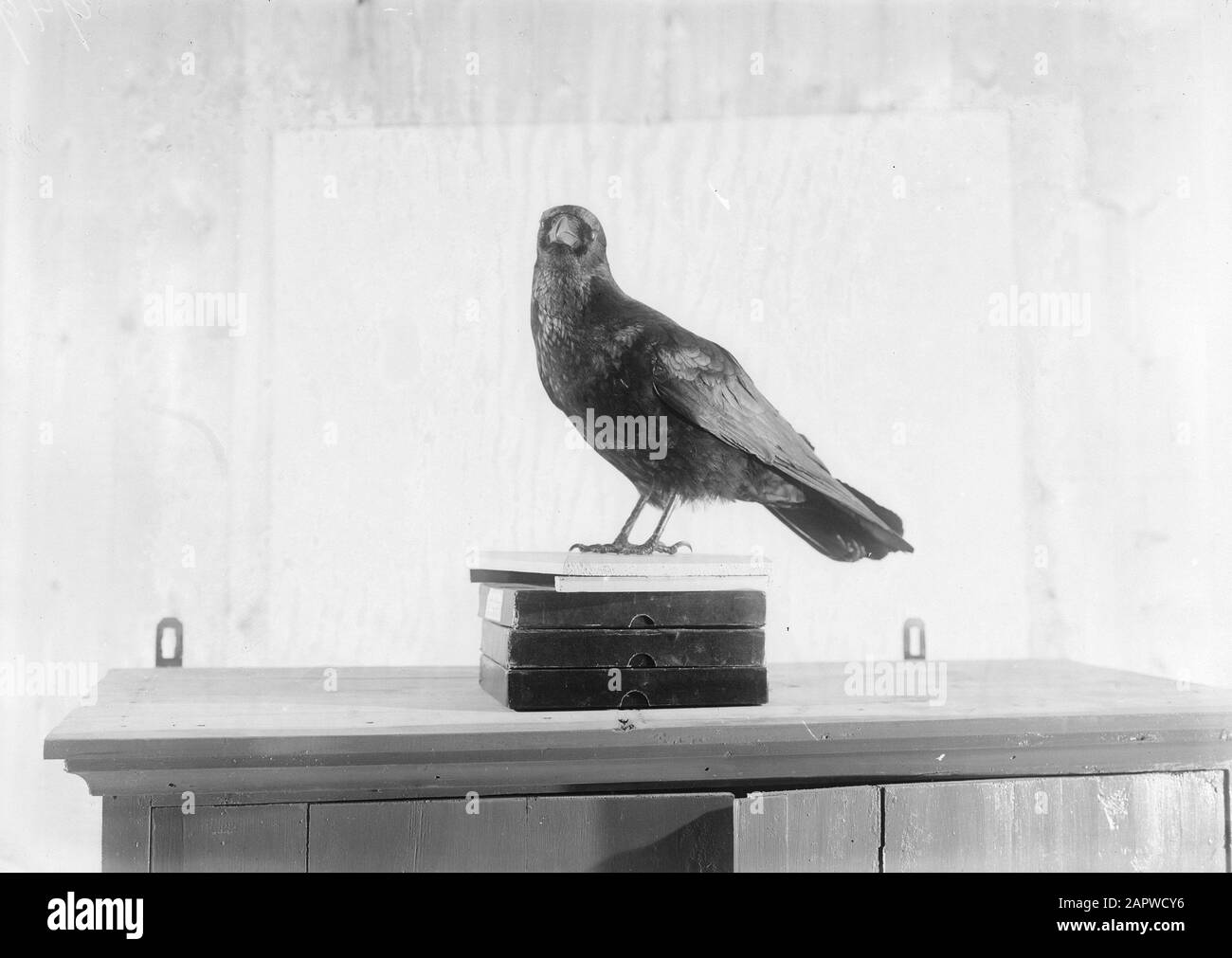 Reproductions, oiseaux, corbeau Date: Non daté mots clés: Reproductions, oiseaux Nom personnel: Crow Banque D'Images