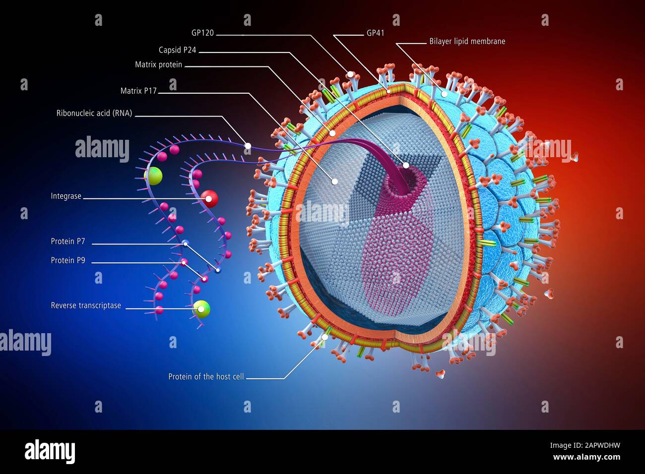 La structure du VIH, illustration Banque D'Images