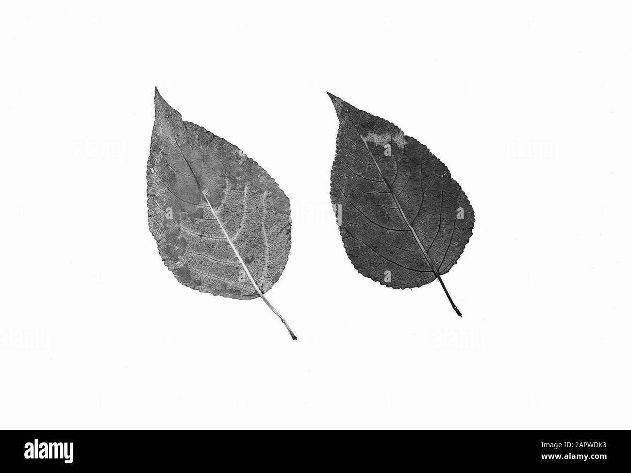 Poplars, feuilles Date: Non daté mots clés: Feuilles, poplars Banque D'Images