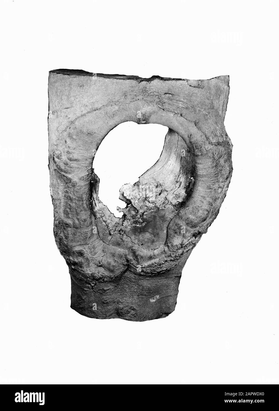 Reproductions, élagage Date: Non daté mots-clés: Reproductions, élagage Banque D'Images