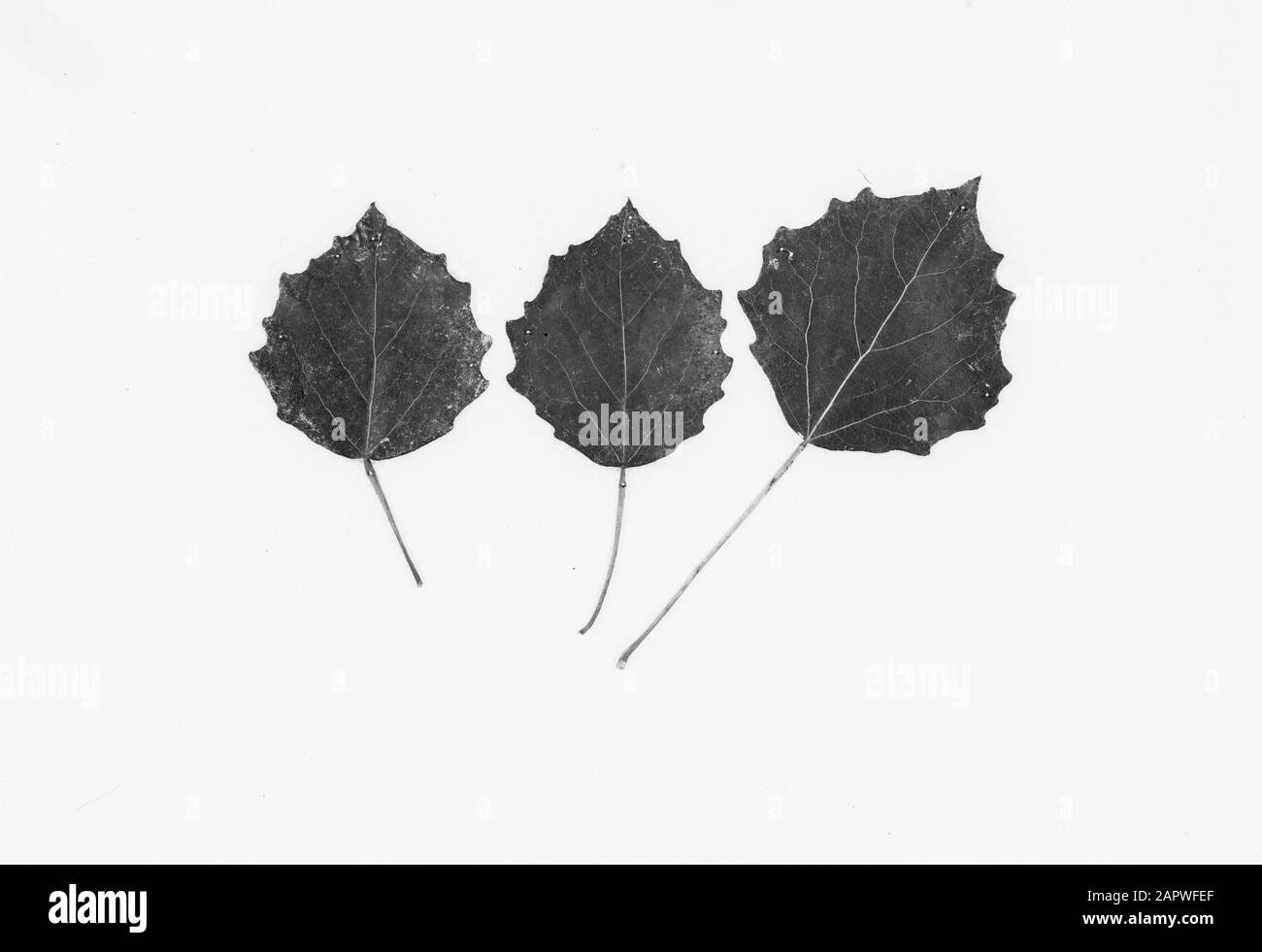 Poplars, feuilles Date: Non daté mots clés: Feuilles, poplars Banque D'Images