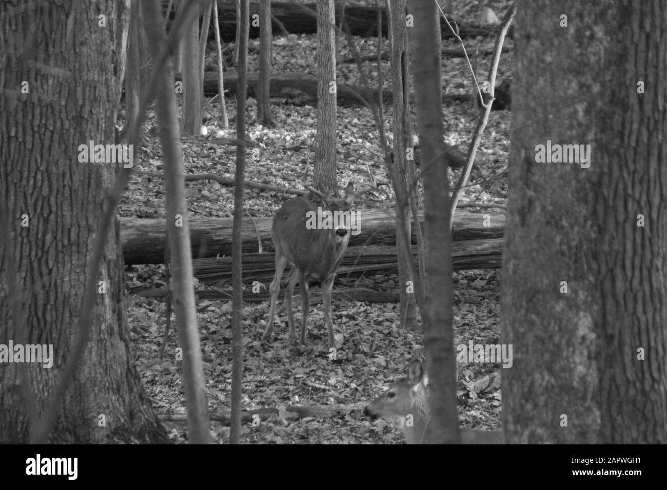 Gros plan en niveaux de gris d'un cerf dans une forêt pleine d'arbres et de plantes Banque D'Images