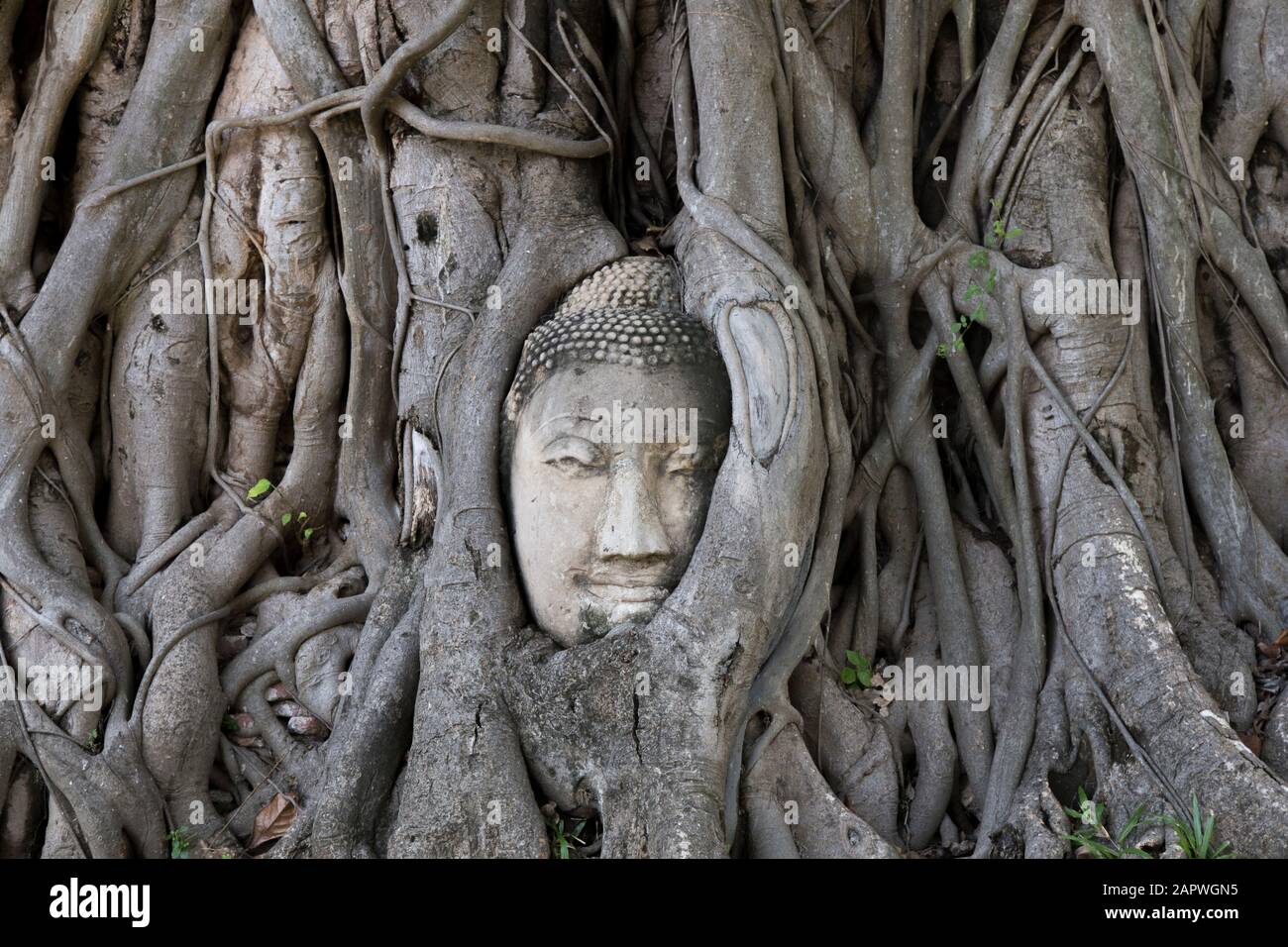 Célèbre tête de Bouddha et les racines d'arbre dans le Wat Maha ce temple Banque D'Images