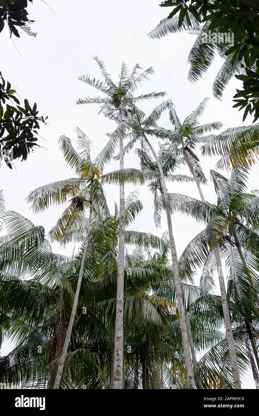 Acai Palm Tree avec des coconuts sur un petit village dans la forêt tropicale d'Amazone, Amazonas, Brésil Banque D'Images