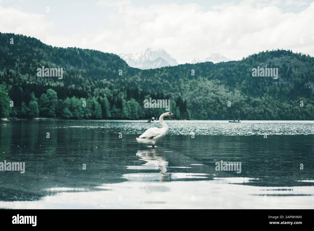 Photo centrée du cygne debout dans le lac alpin en face des montagnes Banque D'Images