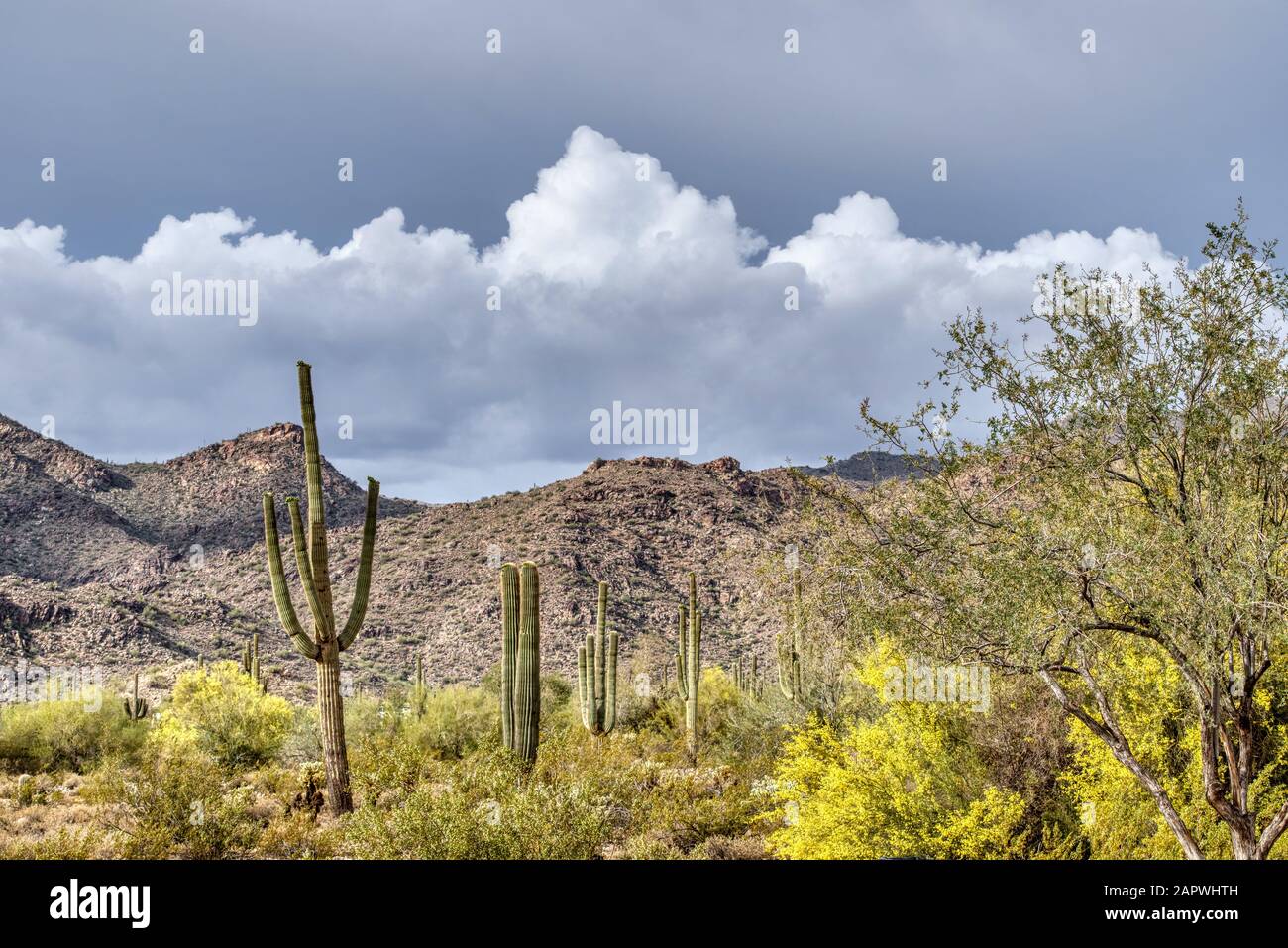 Saguaro et le cactus pirickly fleuri avec des arbres mésiqueux et palos verde dans le White Tank Mountain State Park à l'extérieur de Phoenix, Arizona. Banque D'Images