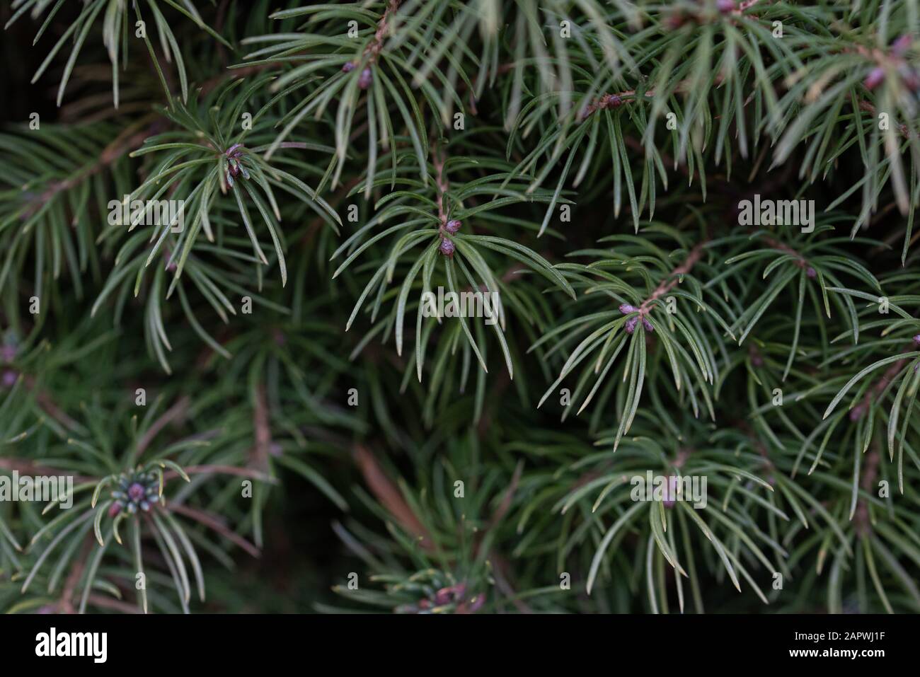 Gros plan des aiguilles sur les branches d'un arbuste à feuilles persistantes. Banque D'Images