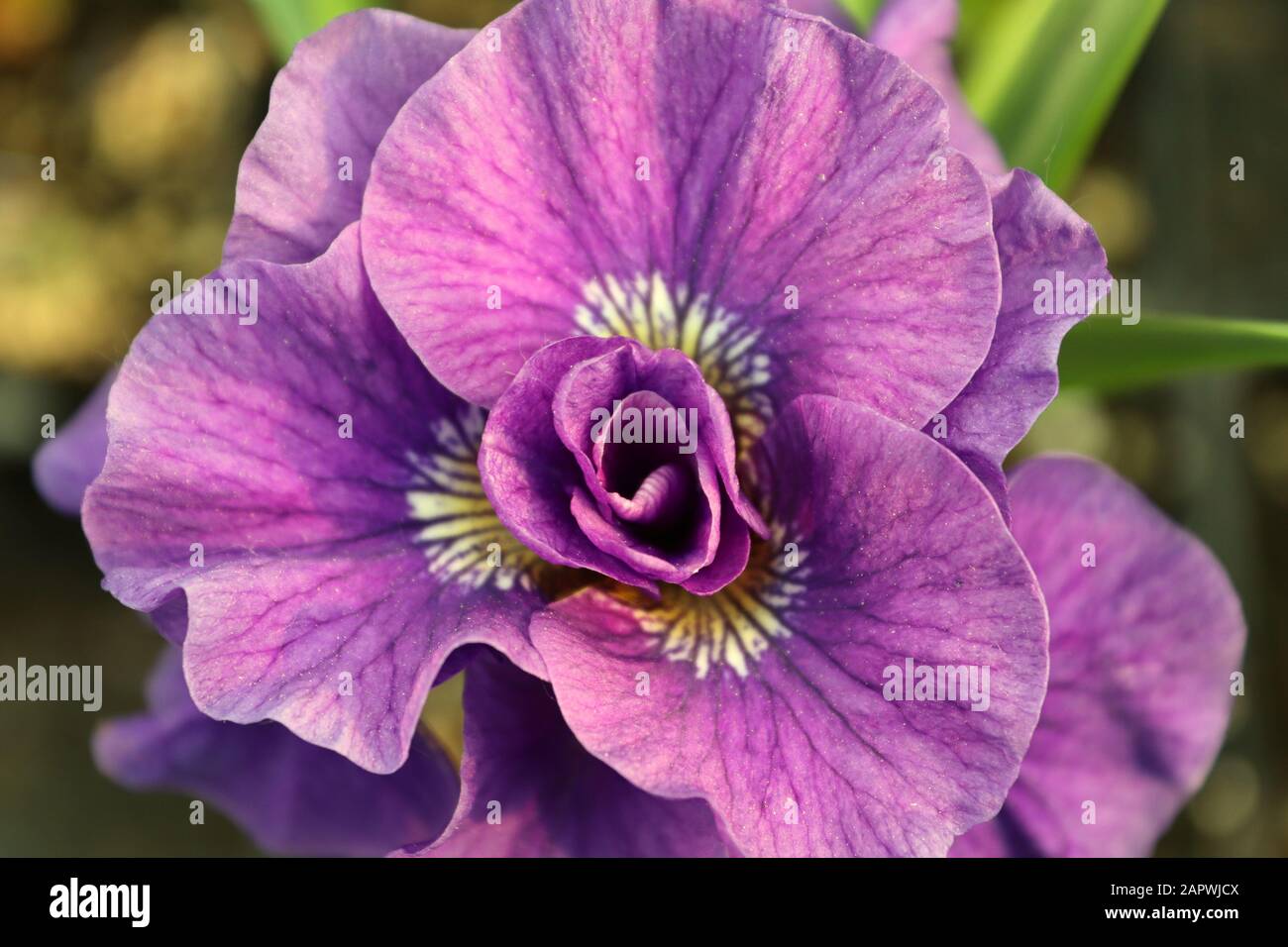 Vue rapprochée d'une fleur d'iris violette Banque D'Images