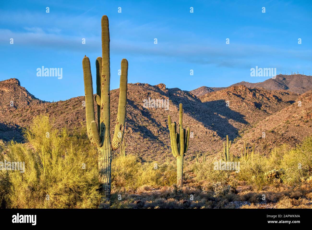 Saguaro et le cactus pirickly fleuri avec des arbres mésiqueux et palos verde dans le White Tank Mountain State Park à l'extérieur de Phoenix, Arizona. Banque D'Images