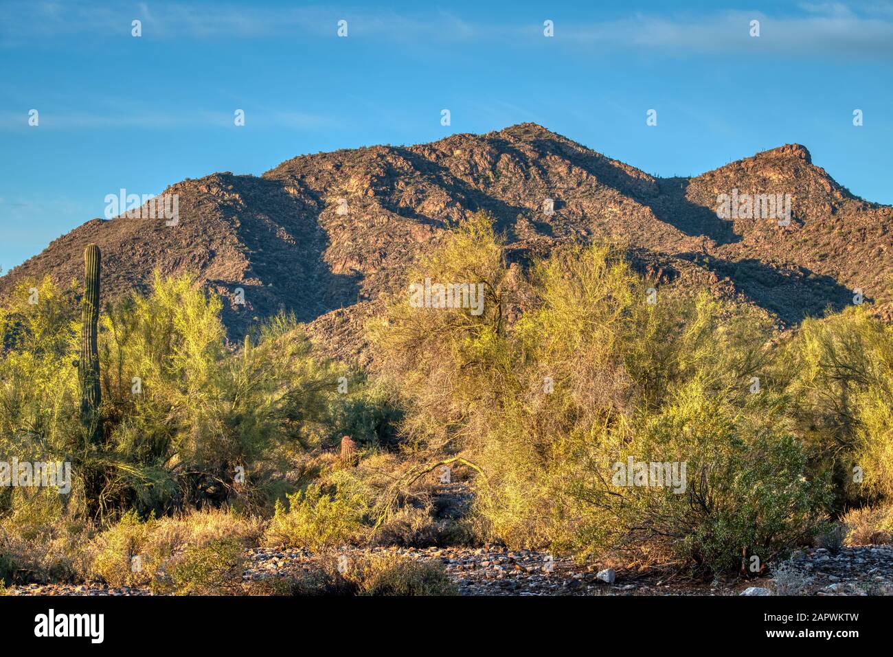 Saguaro et le cactus pirickly fleuri avec des arbres mésiqueux et palos verde dans le White Tank Mountain State Park à l'extérieur de Phoenix, Arizona. Banque D'Images