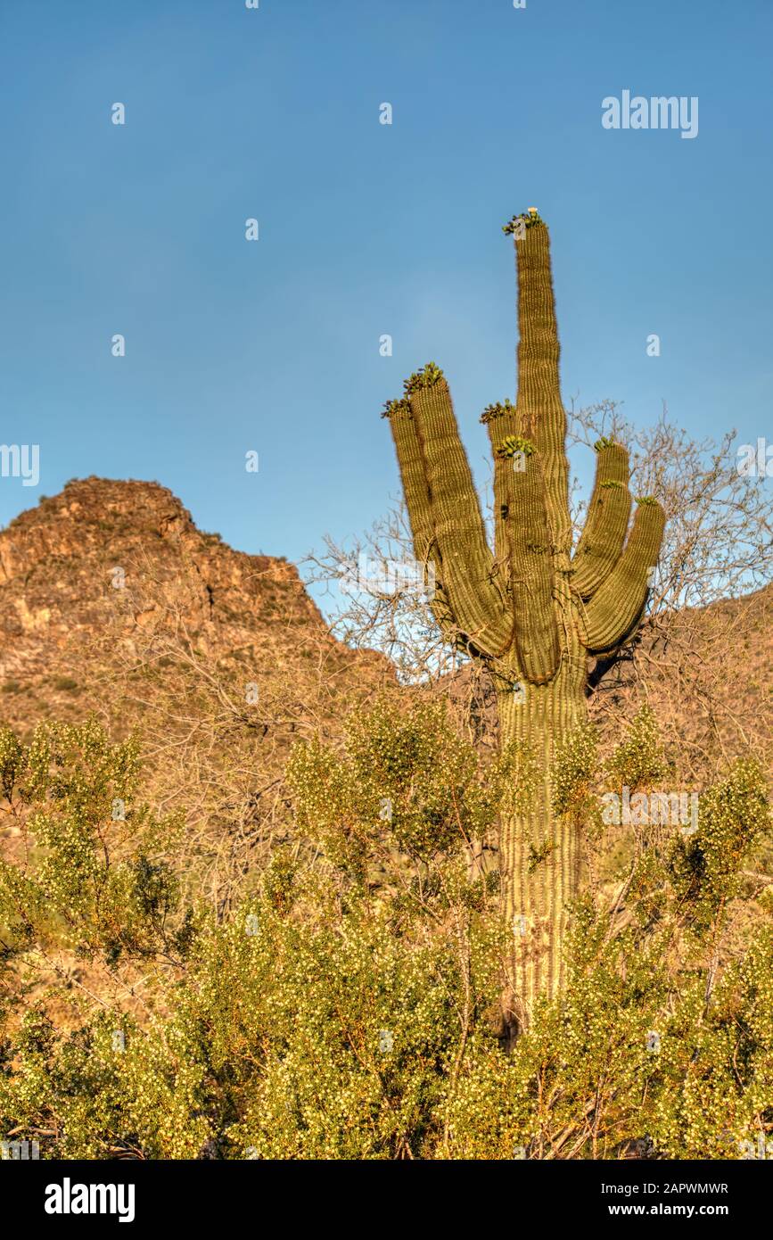Saguaro et le cactus pirickly fleuri avec des arbres mésiqueux et palos verde dans le White Tank Mountain State Park à l'extérieur de Phoenix, Arizona. Banque D'Images