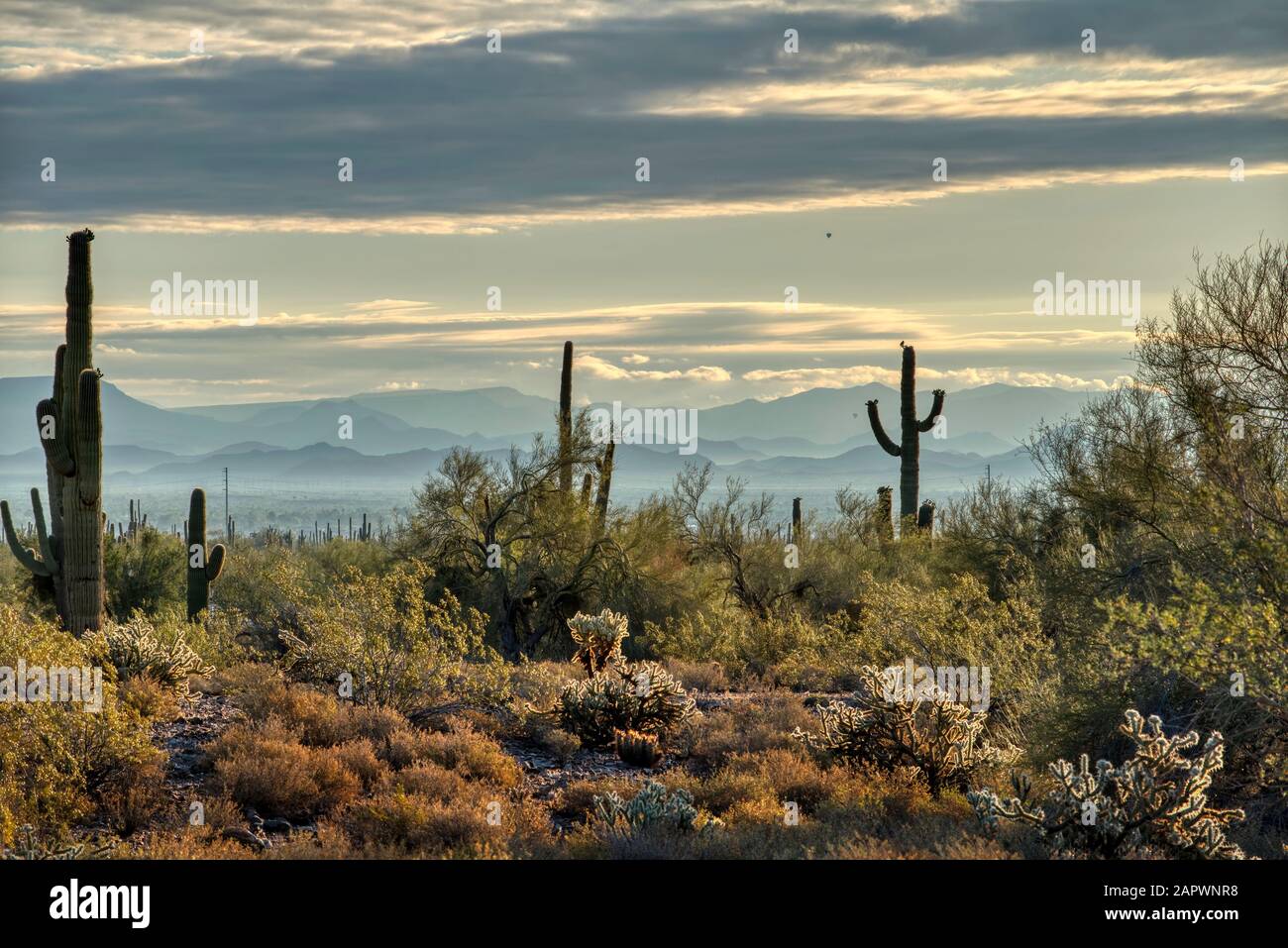 Saguaro et le cactus pirickly fleuri avec des arbres mésiqueux et palos verde dans le White Tank Mountain State Park à l'extérieur de Phoenix, Arizona. Banque D'Images