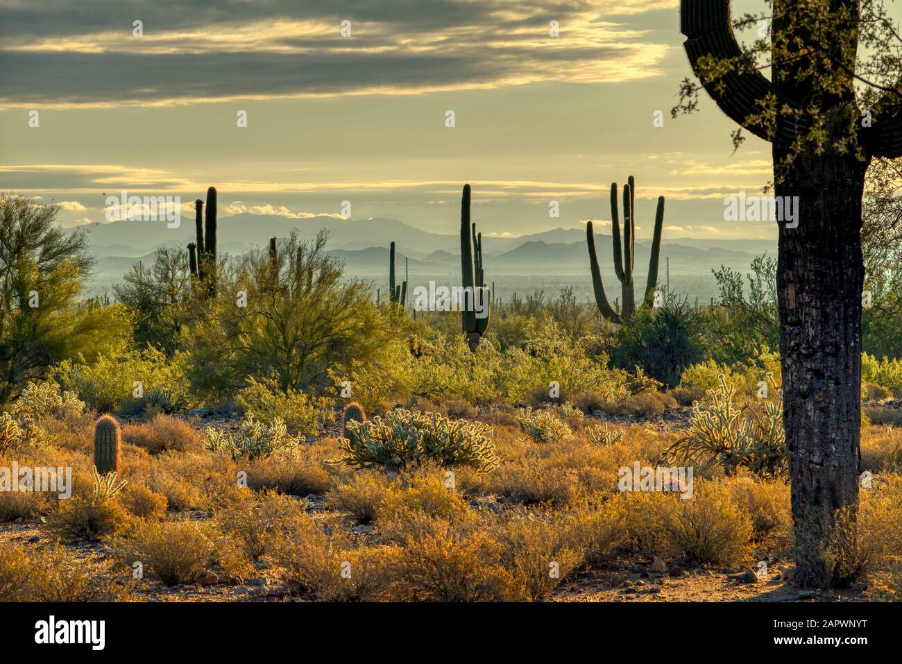 Saguaro et le cactus pirickly fleuri avec des arbres mésiqueux et palos verde dans le White Tank Mountain State Park à l'extérieur de Phoenix, Arizona. Banque D'Images