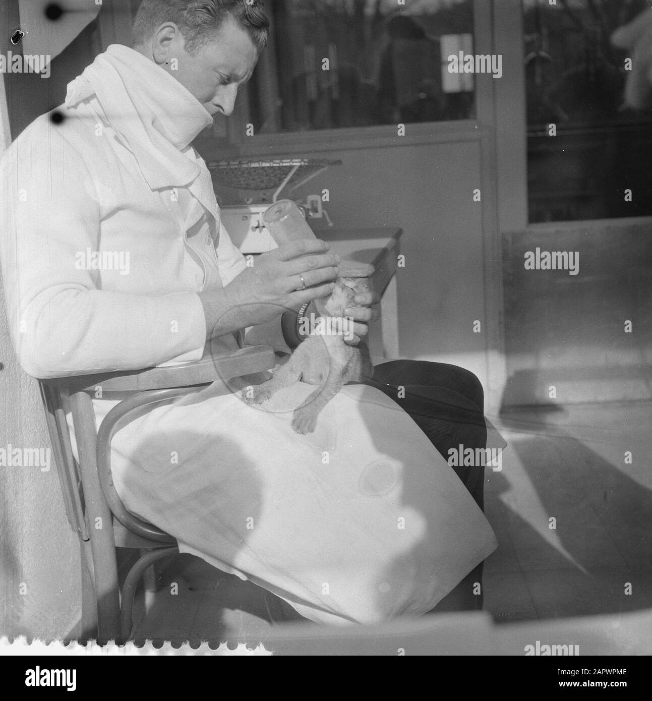 Jeunes lions nés à Artis amsterdam, le baby-sitter H. Nijdam alimente les lions Date : 10 mars 1959 Banque D'Images