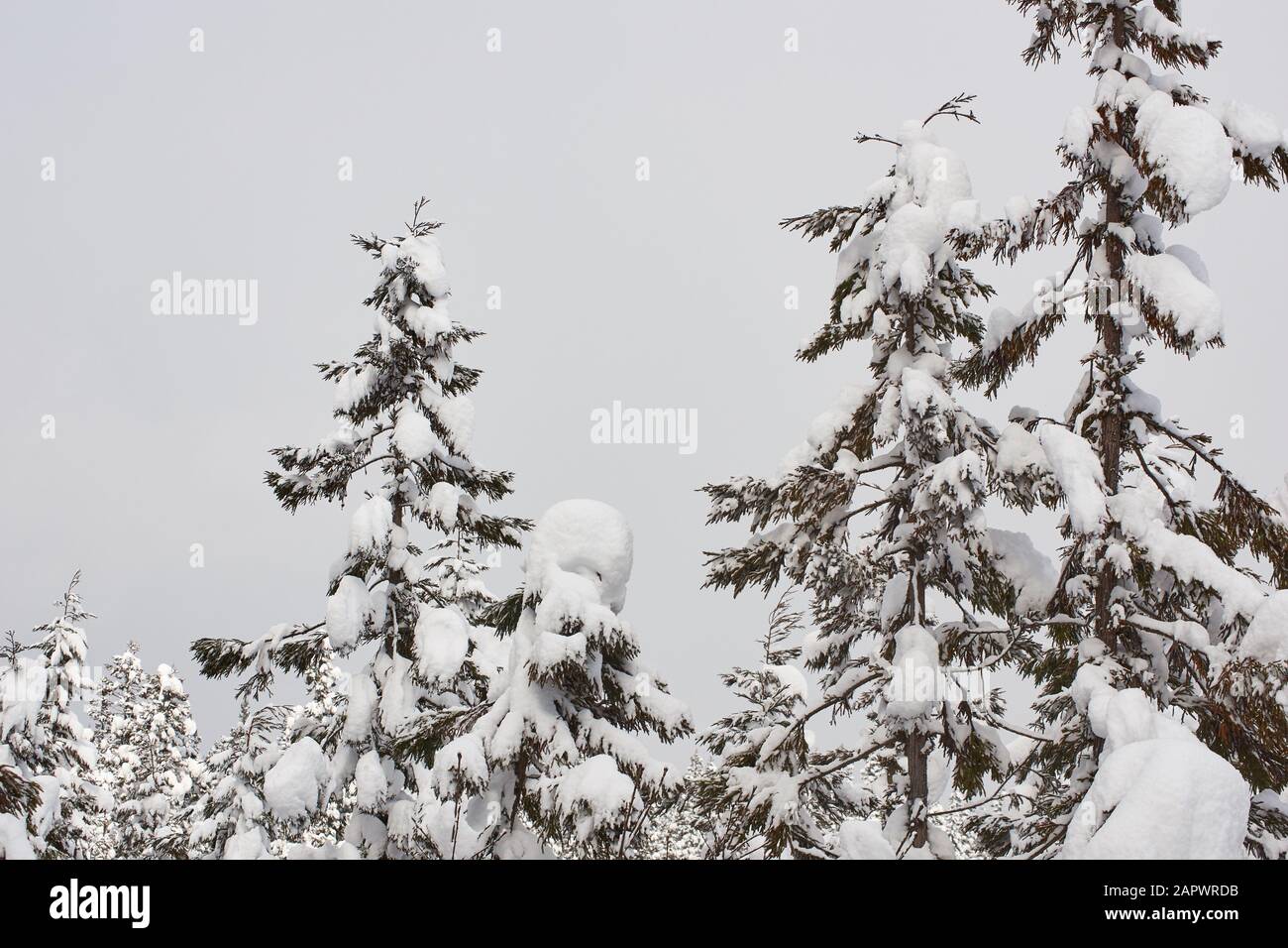 Les cèdres japonais enneigés (cryptomeria japonica) se distinguent par un fond nuageux. Banque D'Images