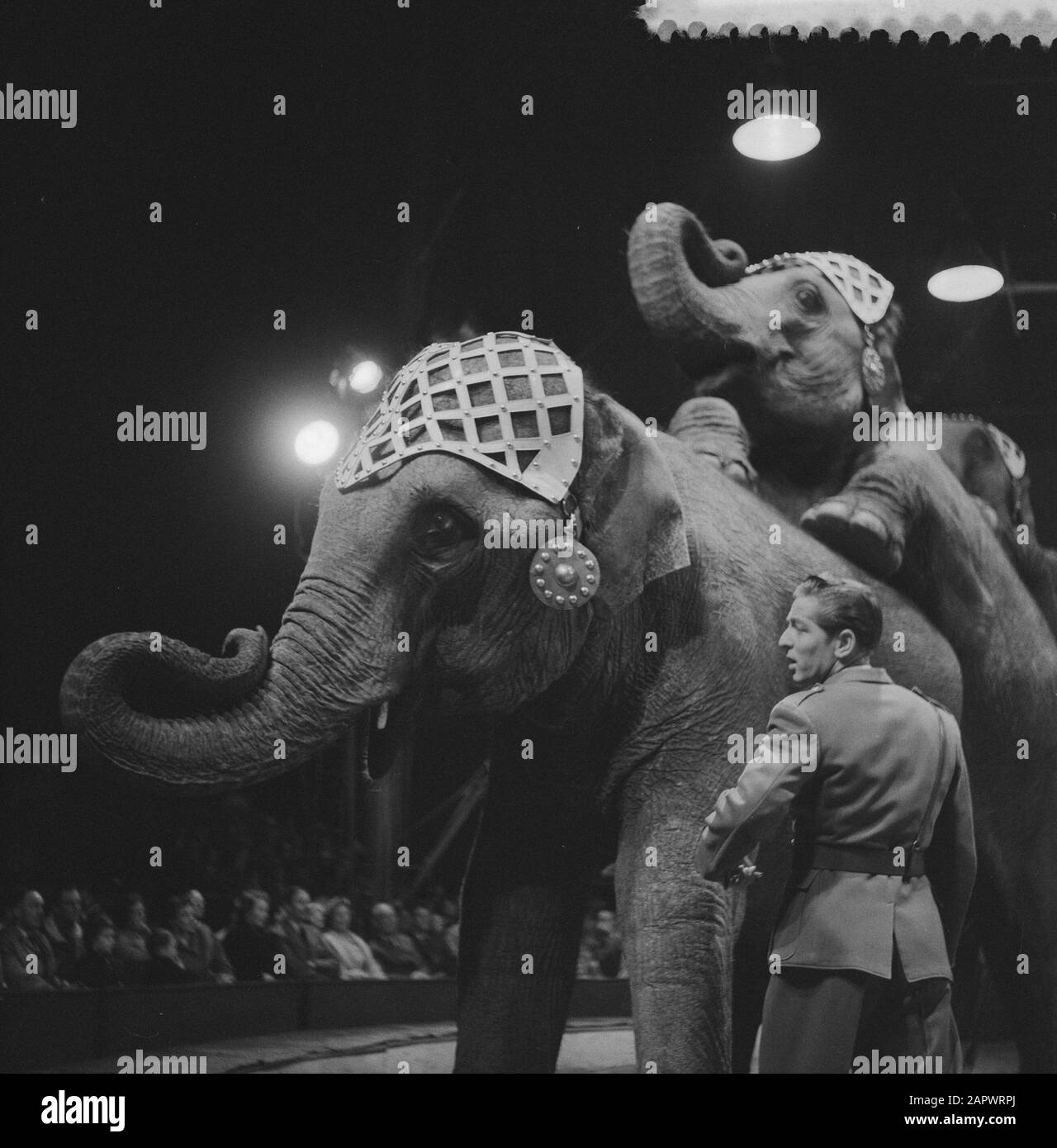 Programme du cirque Krone à Rotterdam Frieda Krone Sembach avec les 16 éléphants Date : 11 juin 1959 Banque D'Images