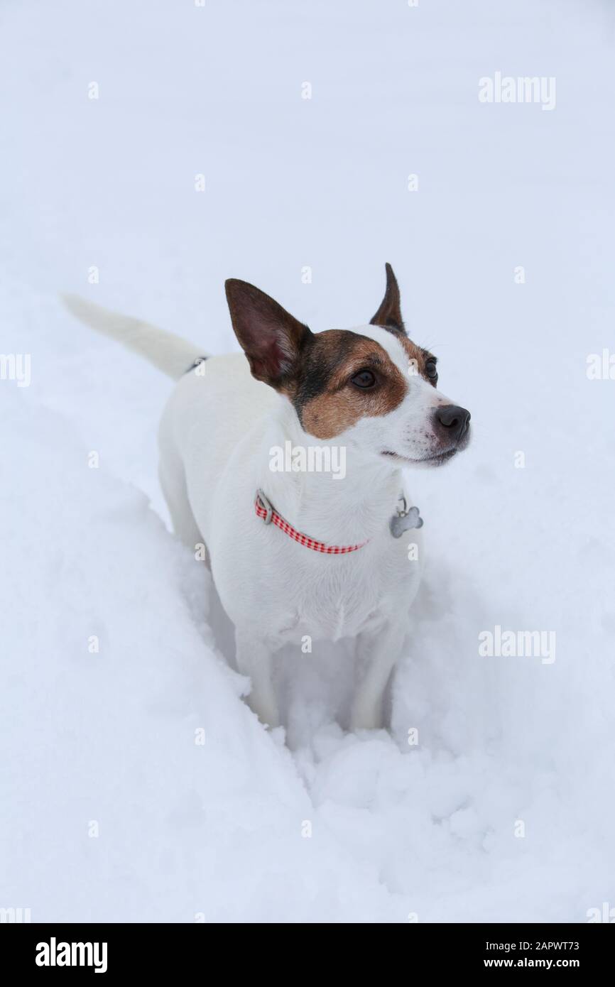 Chien debout dans la neige profonde Banque D'Images