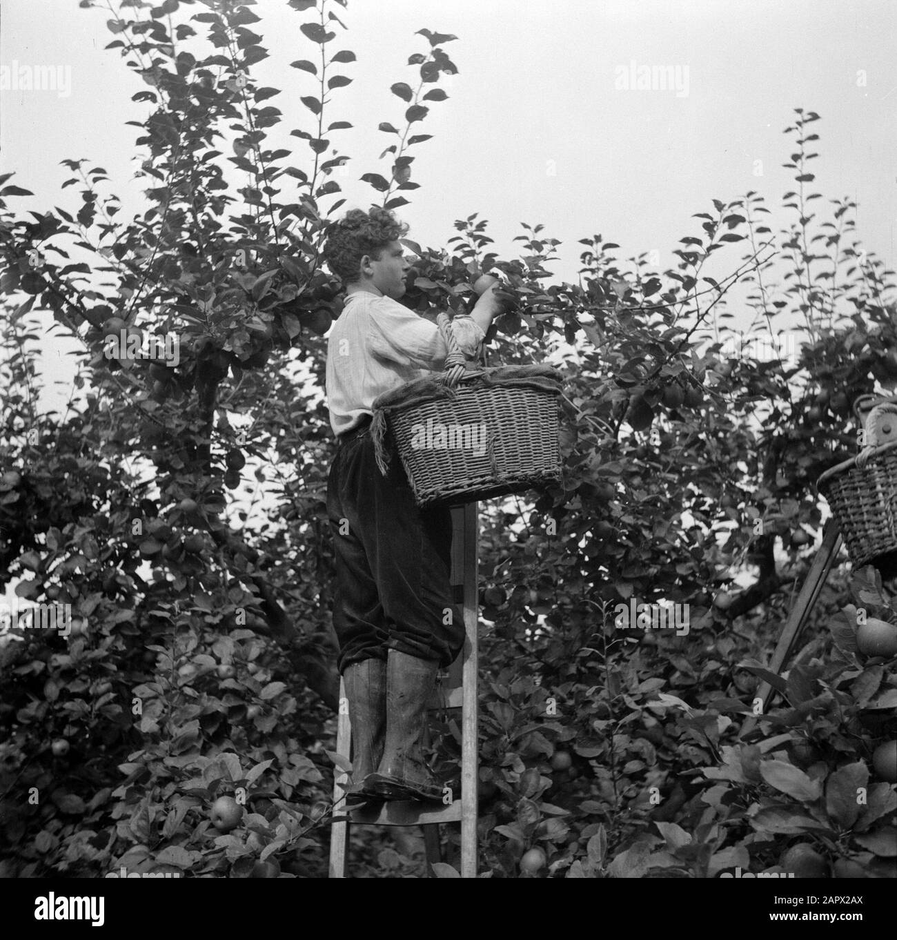 Reportage Olmenhorst Cueillette de pommes à la pépinière d'Olmenhorst à Abbenes Date: 3 octobre 1946 lieu: Abbenes mots clés: Arbres fruitiers, pépinières de fruits, échelles, paniers, employés Banque D'Images