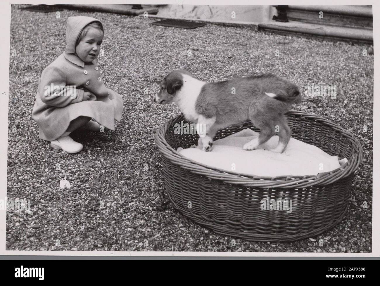 Princesse Marijke avec son nouveau chien Date: 1950 mots clés: Chiens, maison royale, princesses Nom personnel: Christina, princesse Banque D'Images