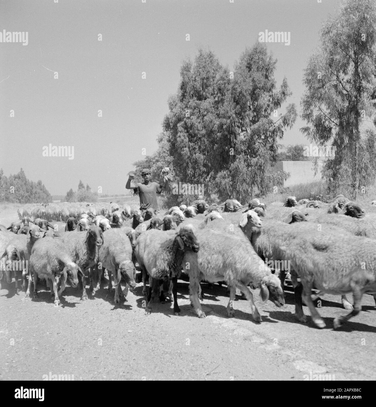 Peau de mouton avec un berger dans un paysage avec des arbres Date: 1 janvier 1964 lieu: Israël mots clés: Arbres, bergers, troupeaux, moutons, bétail Banque D'Images