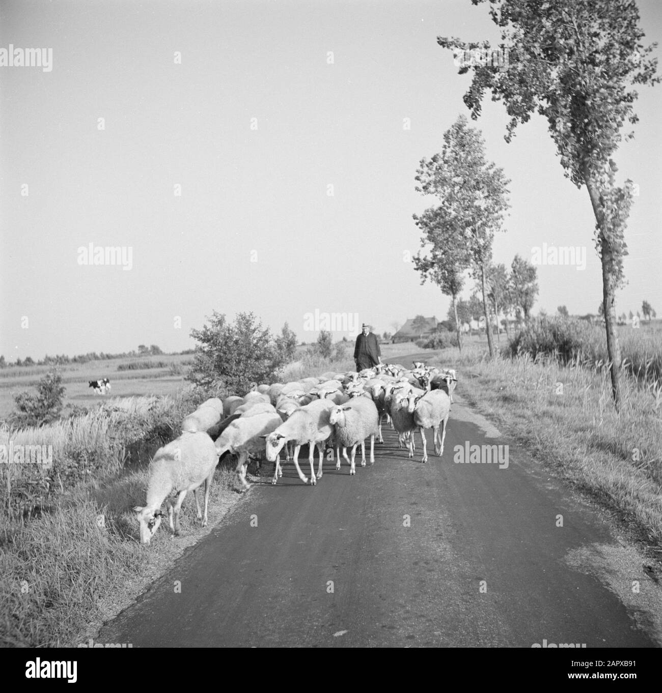 Berger de Frise avec un troupeau de moutons sur la route; en arrière-plan une ferme Date: 1932 lieu: Frise mots clés: Fermes, bergers, vaches, troupeaux de moutons, prés Banque D'Images