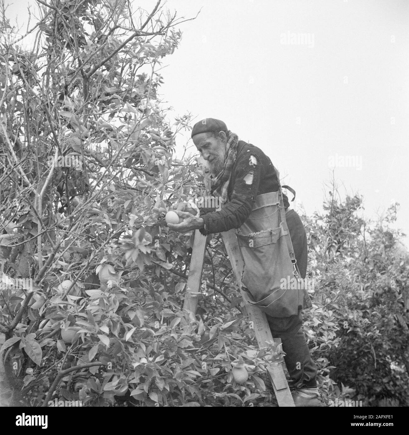 Israël 1948-1949:Pardes Orange Picker sur une plantation d'agrumes près de Pardes debout sur une échelle au travail Date: 1948 lieu: Israël, Pardes mots clés: Travailleurs, agrumes, culture de fruits, échelles, récoltes, plantations Banque D'Images