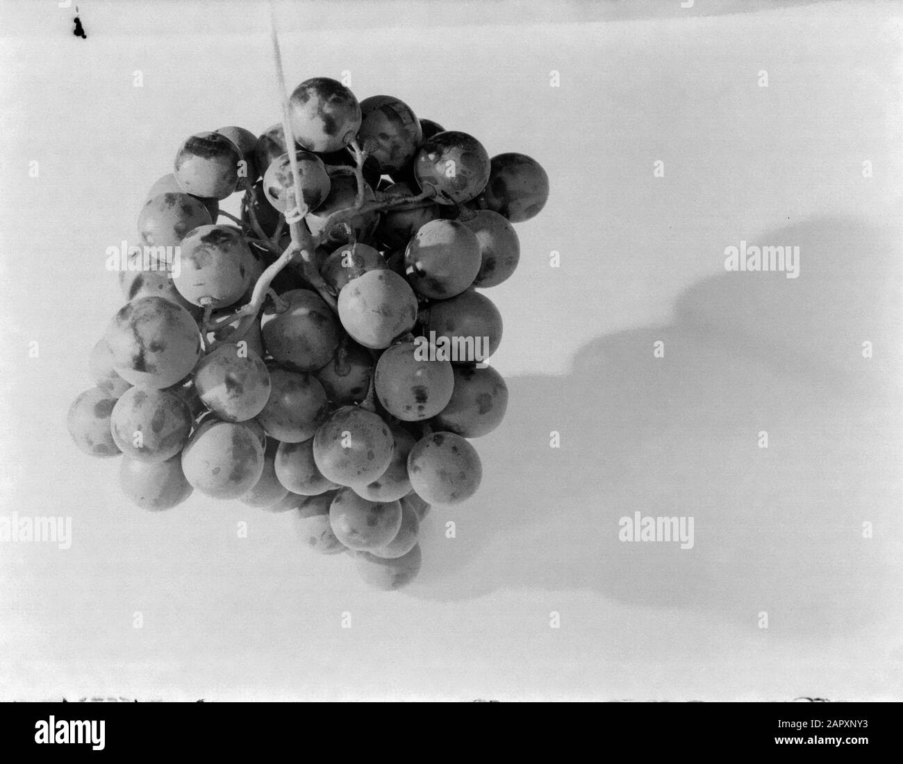 Photographie publicitaire Tbotte de raisins Date: 1 janvier 1932 mots clés: Raisins, fruits Banque D'Images