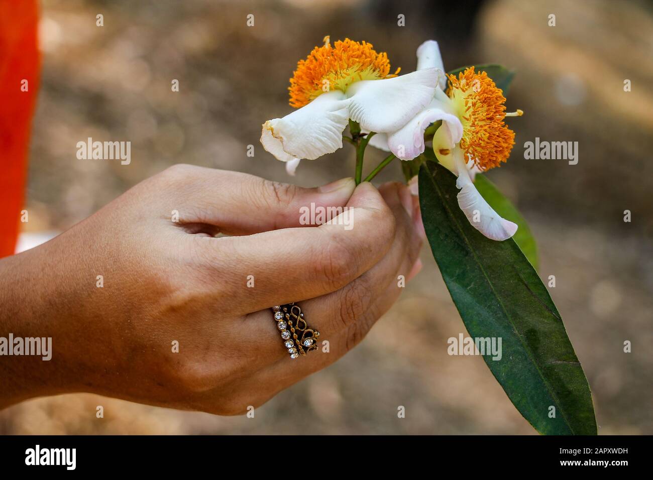 Mesua ferrea, Ironbois de Ceylon, châtaigne de rose indienne, safran de cobra, calophyllaceae Banque D'Images
