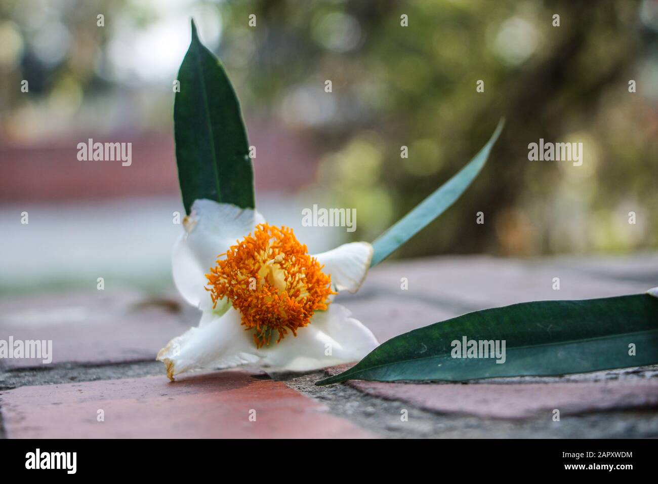 Mesua ferrea, Ironbois de Ceylon, châtaigne de rose indienne, safran de cobra, calophyllaceae Banque D'Images