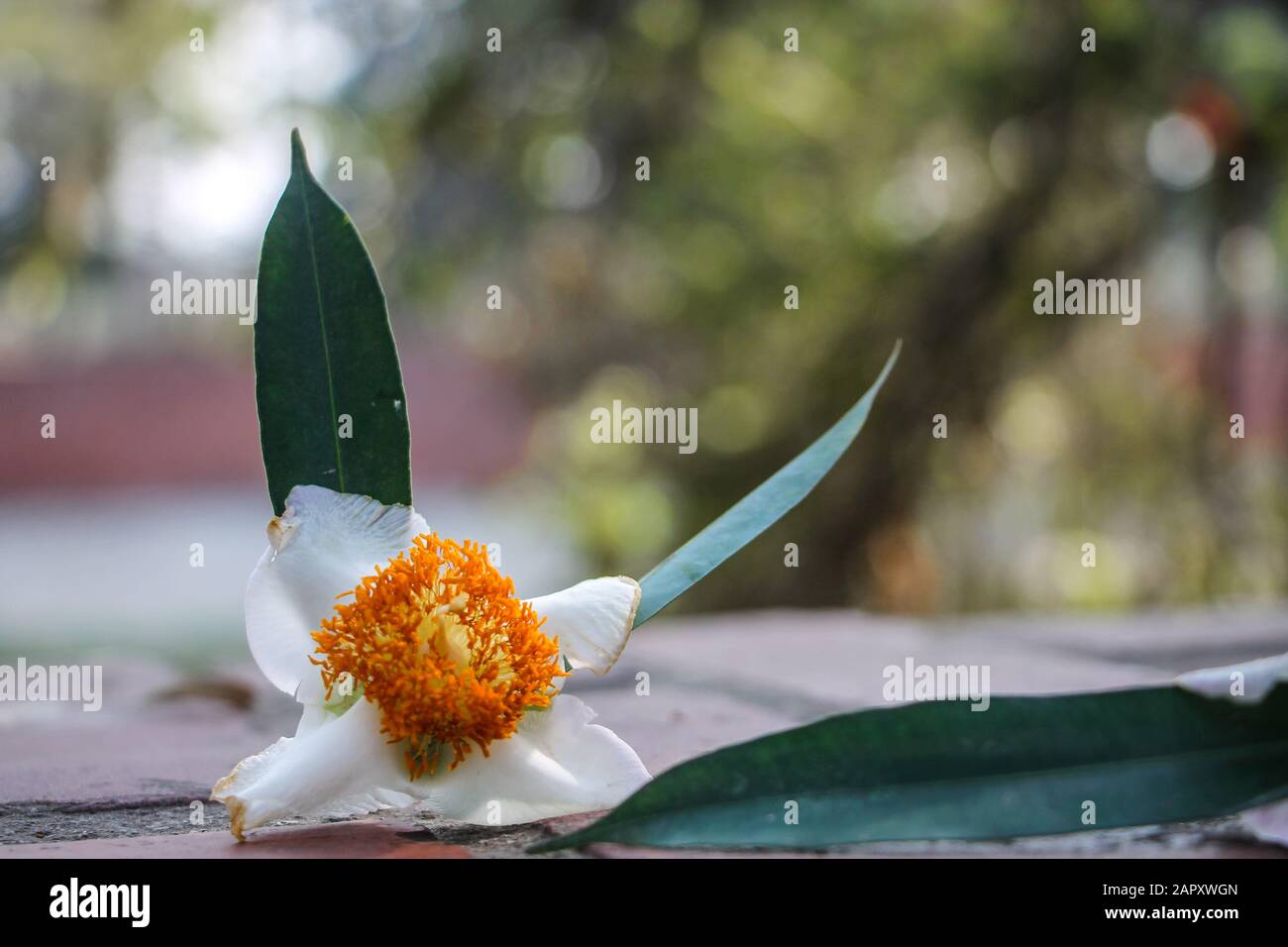 Mesua ferrea, Ironbois de Ceylon, châtaigne de rose indienne, safran de cobra, calophyllaceae Banque D'Images