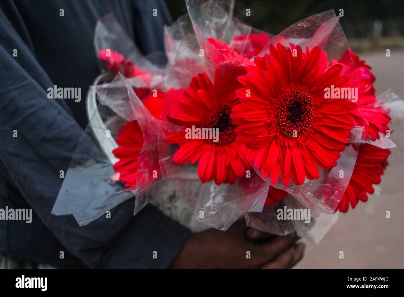 Bellis perennis, pâquerette commune, guirlande de pelouse, guirlande anglaise Banque D'Images