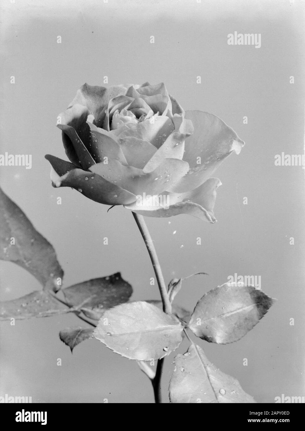 Photographie publicitaire gouttes d'eau sur une rose rouge pas encore entièrement ouverte Templier Date: 1933 mots clés: Fleurs, gouttes, roses, eau Nom de l'institution: Semiramis Banque D'Images