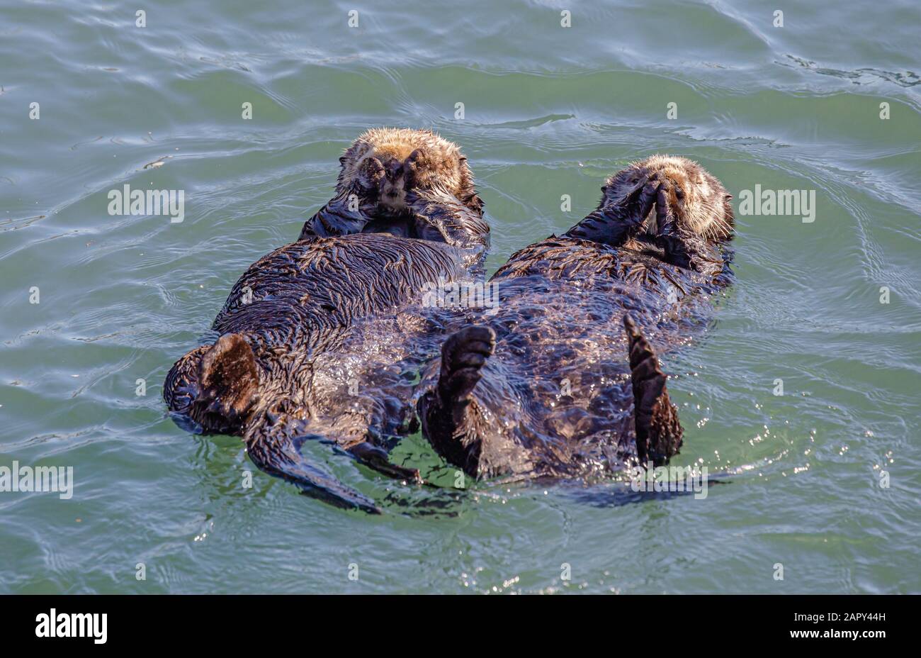 Sea Otters avec flottant à Morro Bay, Californie Banque D'Images