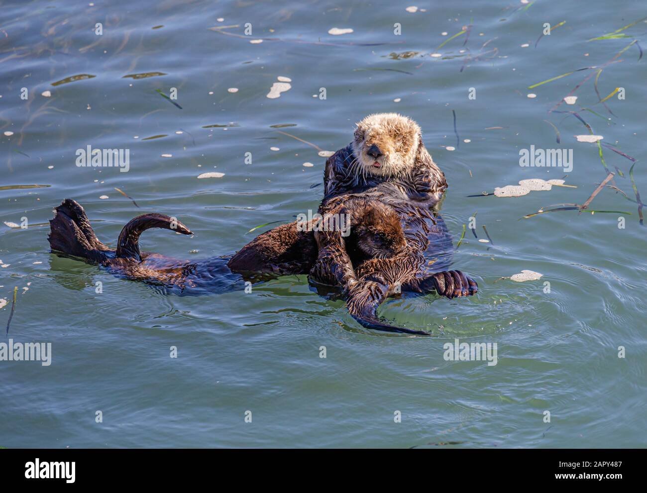 Mithrer Sea Otters avec pup de soins infirmiers à Morro Bay, CA Banque D'Images