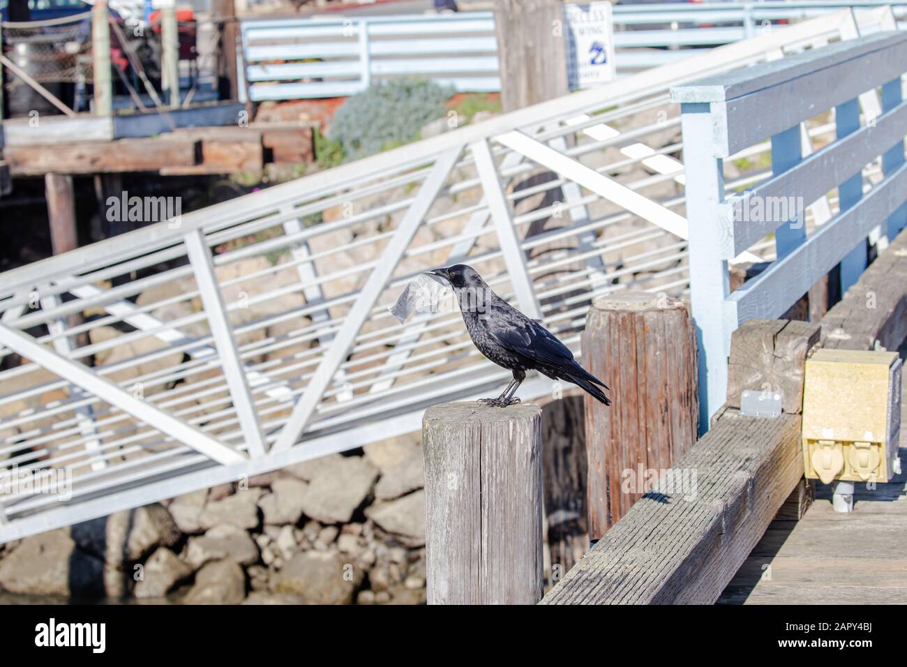 Corbeau noir avec facture de restaurant dans son bec à Morro Bay, CA Banque D'Images