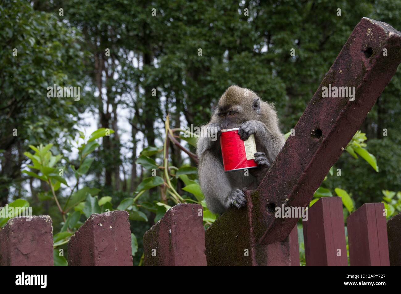 Le singe macaque à queue longue - macaca fascicularis - tient ce qui ressemble à un Pringles peut sur une toile de fond de la forêt mauricienne dans le Grand bassin de l'Ile Maurice Banque D'Images