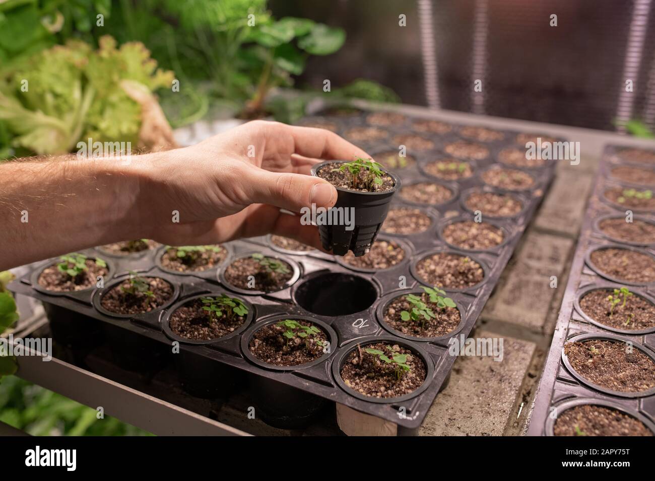 Main de jeune agriculteur ou de travailleur à effet de serre qui tient un petit pot en plastique noir Banque D'Images