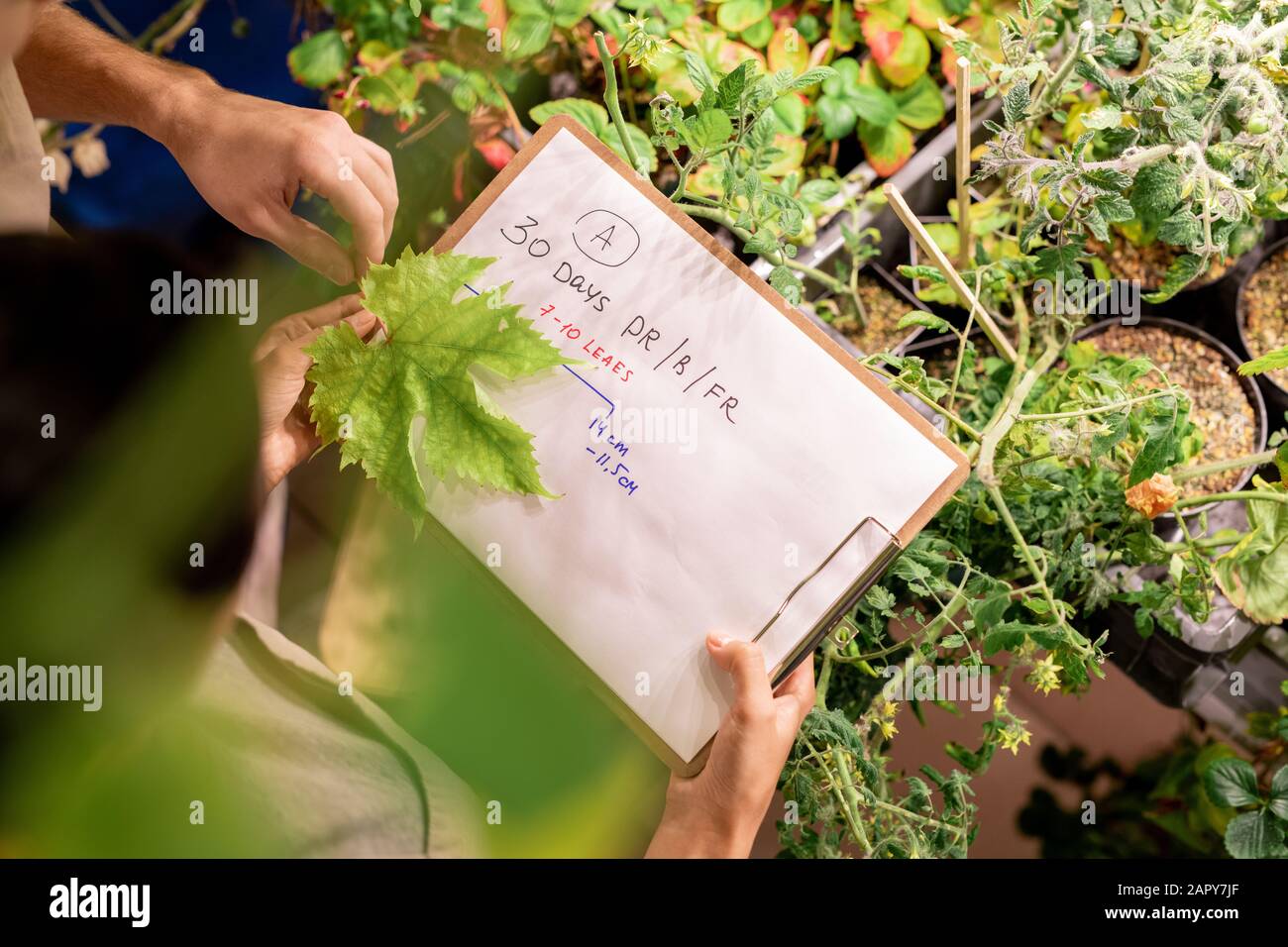 Mains d'agriculteurs ou de sélecteurs contemporains debout en cultivant le buisson de tomate Banque D'Images
