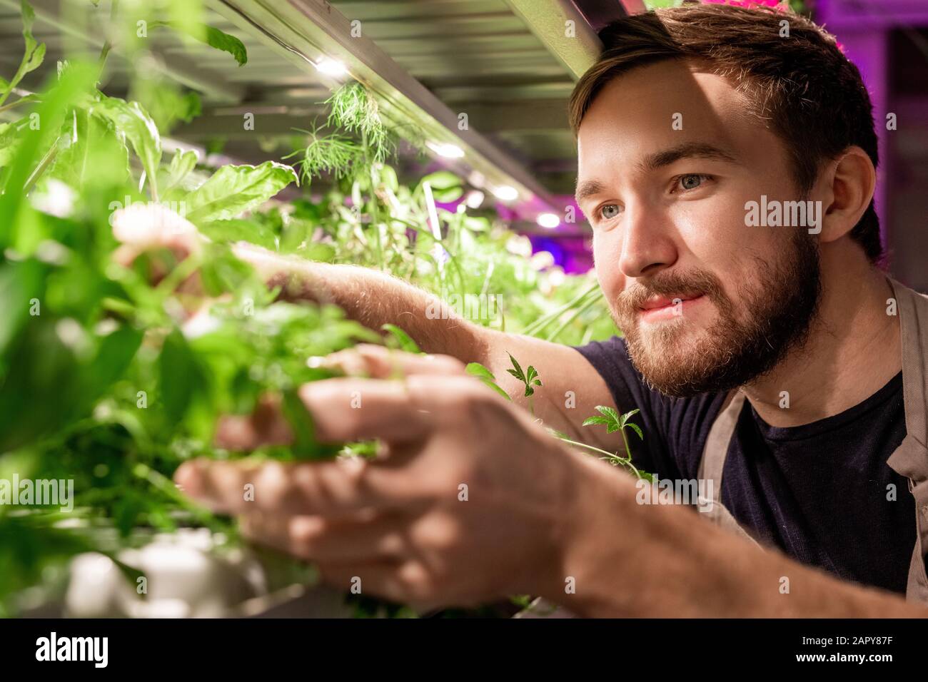 Jeune sélectionneur ou jardinier barbu regardant un nouveau type de verdure Banque D'Images