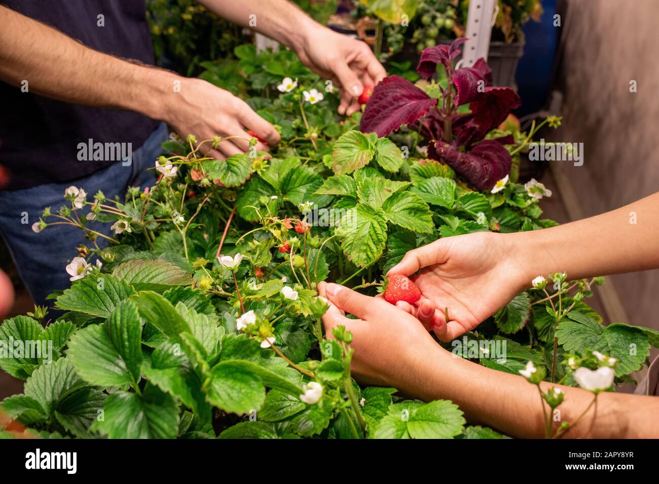 Les mains de deux agriculteurs contemporains cueillant des fraises mûres en serre Banque D'Images