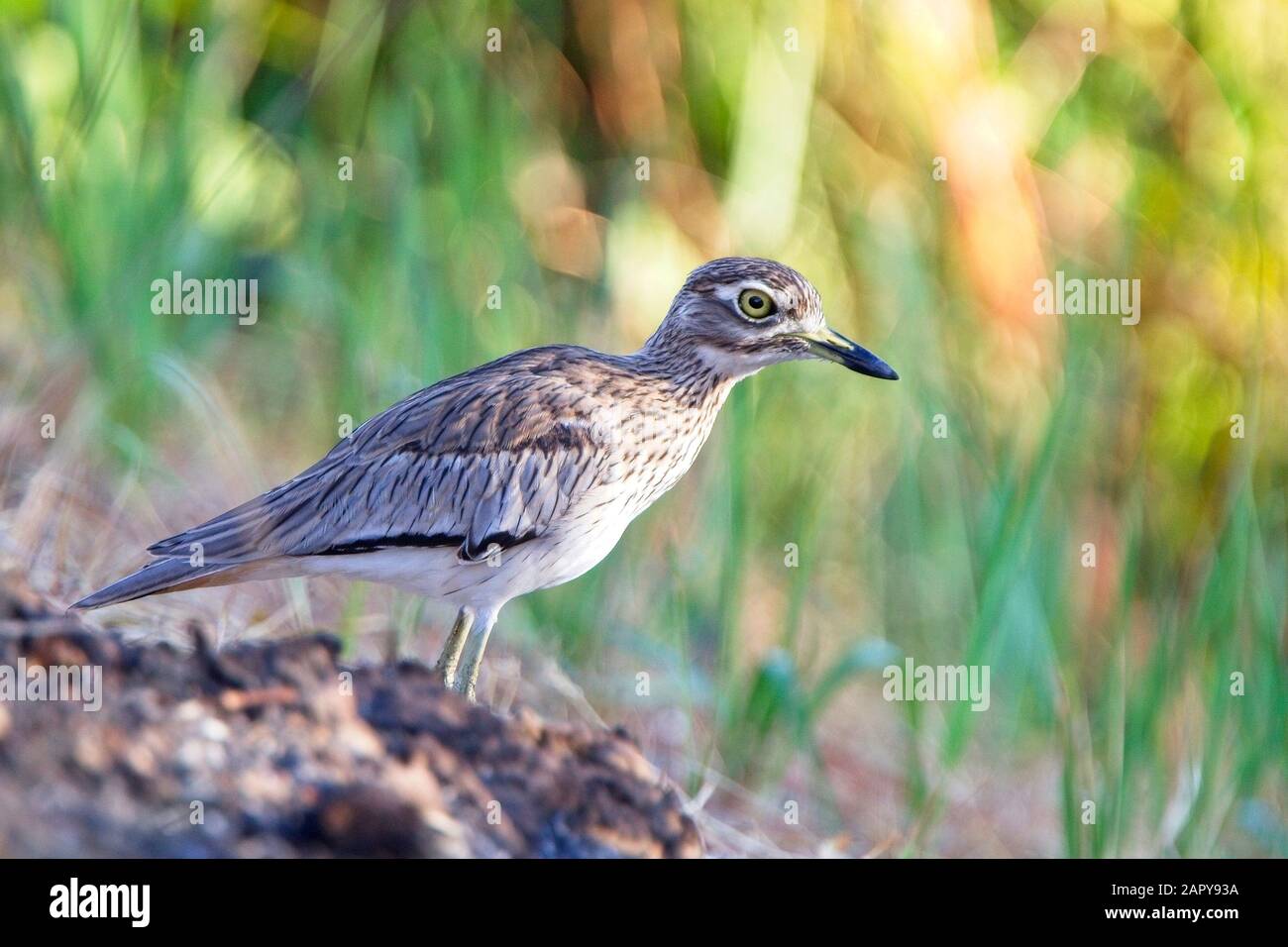 Sénégal Genou Épais (Burhinus senegalensis), debout sur une banque, Gambie. Banque D'Images