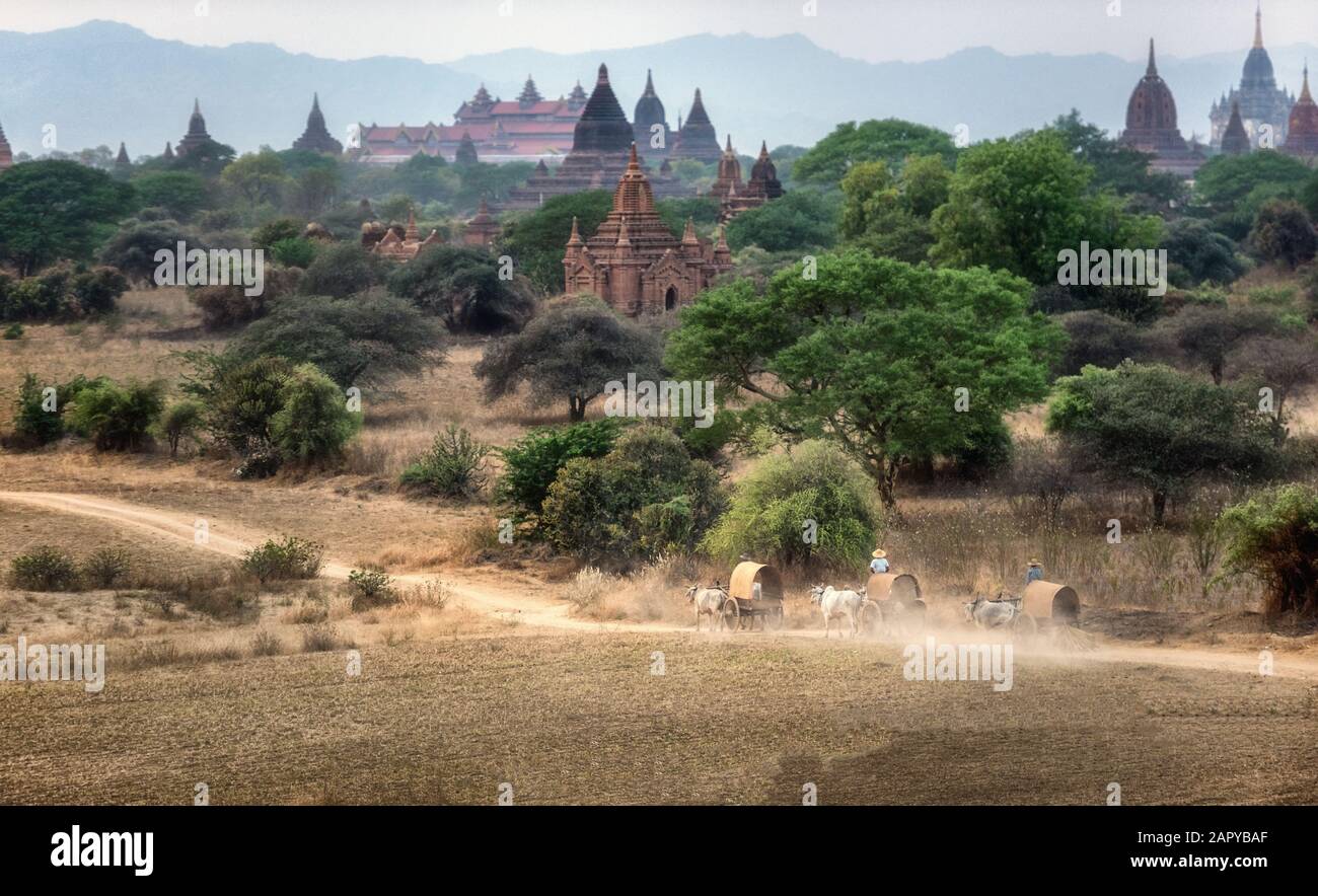 Transport rural birman avec deux bœufs tirant charrette sur piste route poussiéreuse rubrique aux pagodes à Bagan, Myanmar (Birmanie). Banque D'Images