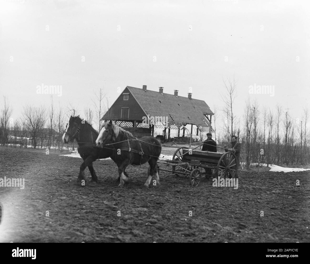 Pois d'ensemencement dans le Wieringermeer. Le fait que dans le Wieringermeer les intérêts de l'agriculture et les soins pour une nouvelle récolte l'emportent encore sur le logement et l'espace de stockage pour la récolte est montré dans cette photo d'un agriculteur qui, dans le polder sec, est engagé dans le semis de pois de la machine pour la nouvelle récolte. Plus tard, lorsque les petits pois, le grain et d'autres choses utiles sont au-dessus du sol, l'agriculteur se souciera parfois de la restauration de sa grange en arrière-plan Date: 15 mars 1946 lieu: Noord-Holland, Wieringermeer mots clés: Agriculteurs, légumes, agriculture, chevaux Banque D'Images Pois d'ensemencement dans le Wieringermeer. Le fait que dans le Wieringermeer les intérêts de l'agriculture et les soins pour une nouvelle récolte l'emportent encore sur le logement et l'espace de stockage pour la récolte est montré dans cette photo d'un agriculteur qui, dans le polder sec, est engagé dans le semis de pois de la machine pour la nouvelle récolte. Plus tard, lorsque les petits pois, le grain et d'autres choses utiles sont au-dessus du sol, l'agriculteur se souciera parfois de la restauration de sa grange en arrière-plan Date: 15 mars 1946 lieu: Noord-Holland, Wieringermeer mots clés: Agriculteurs, légumes, agriculture, chevaux Banque D'Images