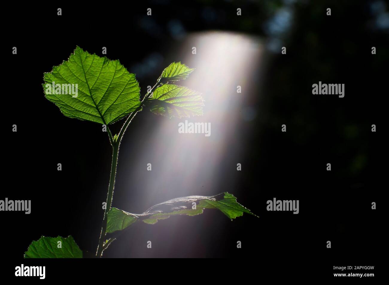 Flou avec une faible profondeur de champ. Green sprout d'une jeune branche d'un buisson de noisetiers illuminée par le soleil avec un spectre visible de la lumière. Unfiltere Banque D'Images